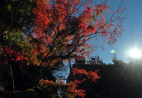 AutumnLeaves-Miyajima