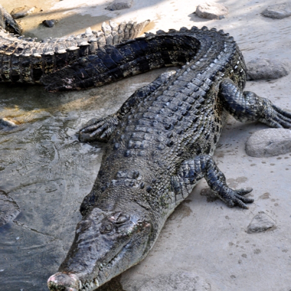 Beppu-Crocodile